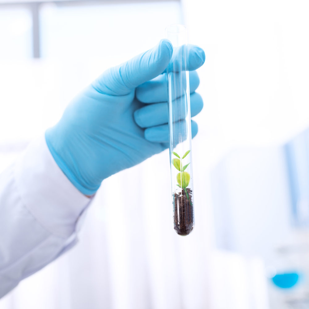 Jamaica Plans to Establish a Plant-Based Medicine Research Center