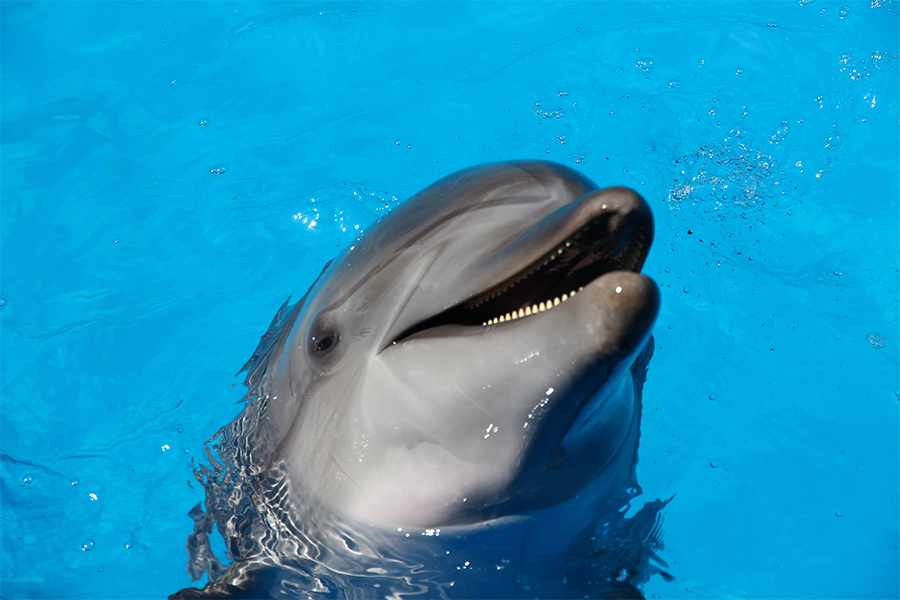 SeaWorld Finally Puts End to “Dolphin Surfing” Act