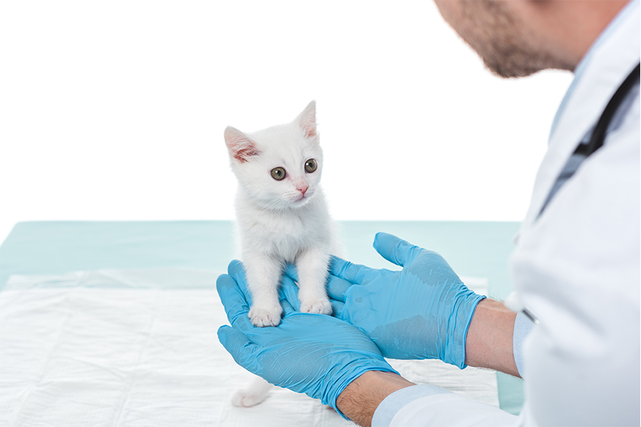 USDA Puts an End to Deadly Experiments on Kittens