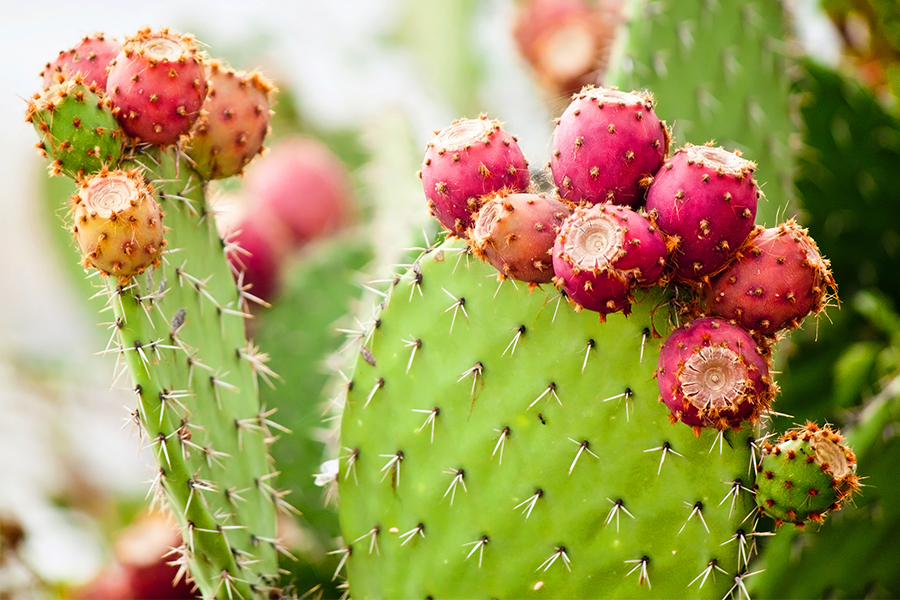 Cactus is the New Leather Alternative (Two Mexican Entrepreneurs Develop Cactus Leather)