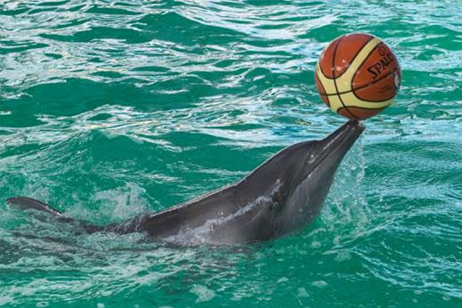 World Animal Protection Petitions to End Dolphin Cruelty in Entertainment Industry