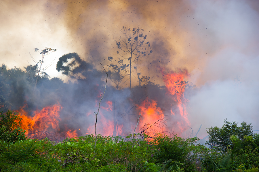 As Rainforest Fires Rage Unchecked, Brazil and Indonesia Expand Environmental Disaster on Both Sides of the Globe