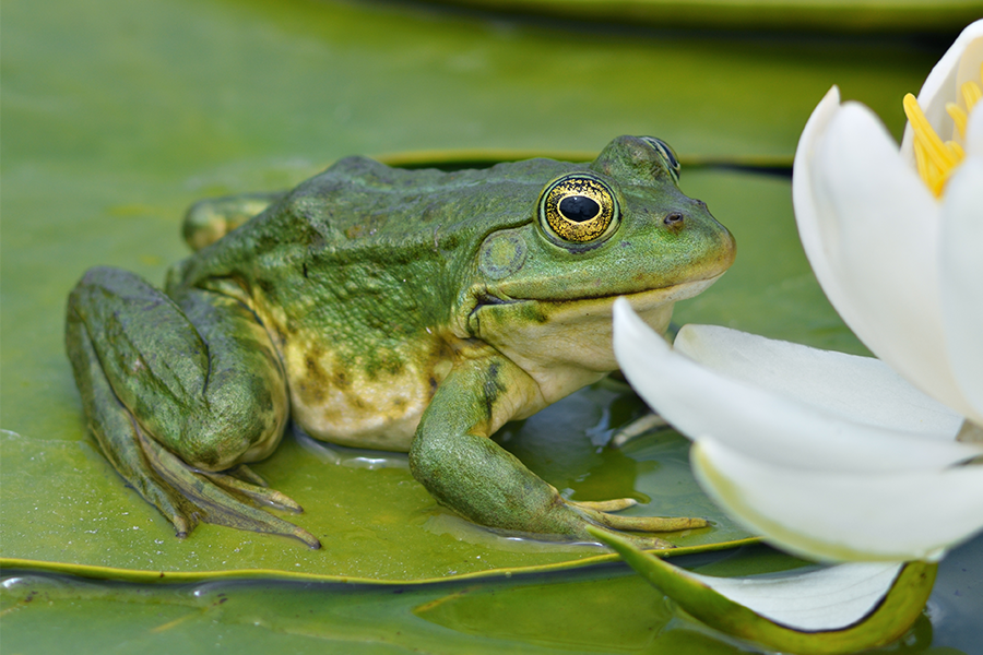 Impressively Accurate Imitation Frog May Soon Replace Live-Animal Dissection