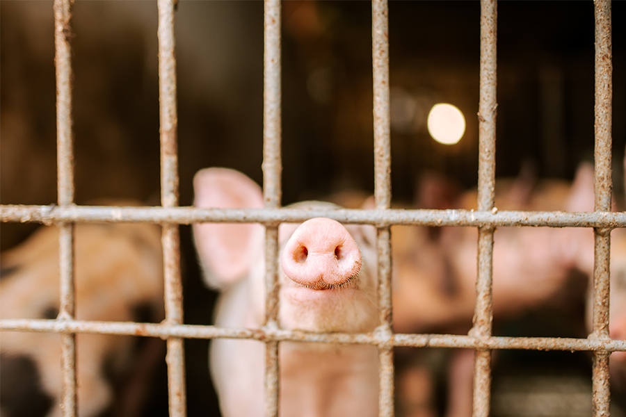 World Animal Protection Reveals a New Report Entitled: US Pork and the Superbug Crisis