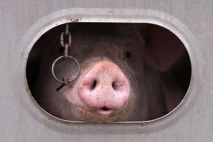 How Many Hogs Can Be Slaughtered Per Hour? Not Enough, Apparently; Industry Wants NO Limits