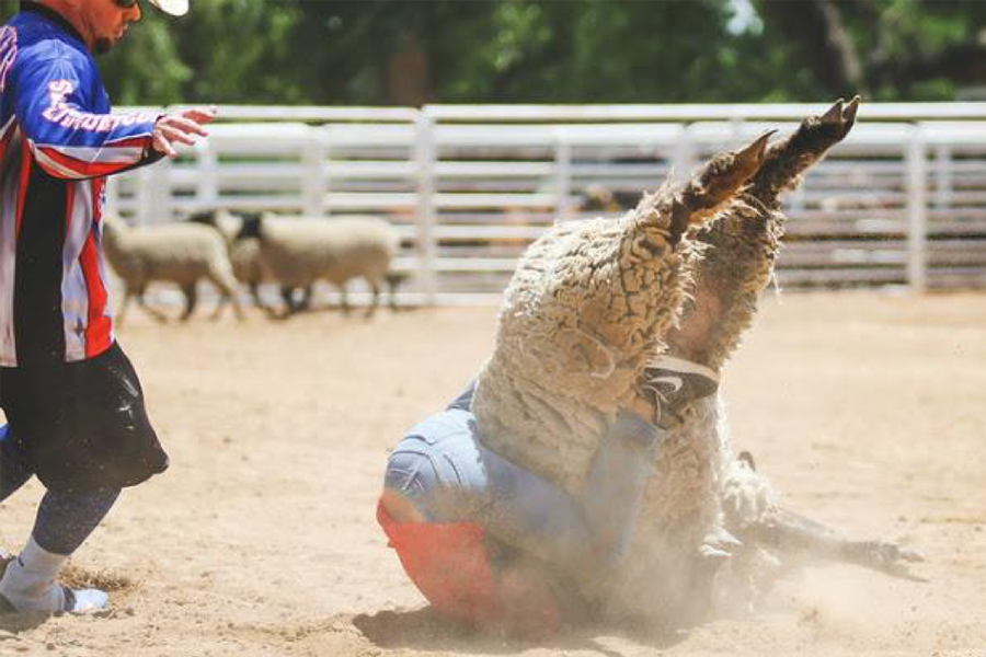 Alameda County Bans Cruel Rodeo Event