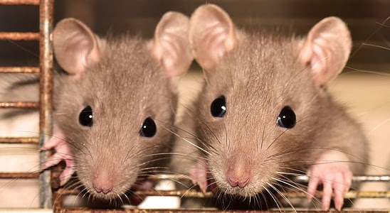 EPA Makes a Major Move towards Ending Toxicity Tests on Animals