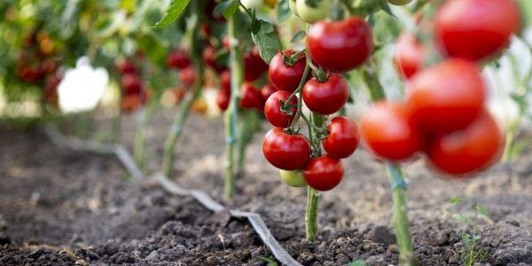 Tips for Growing Your Own Food