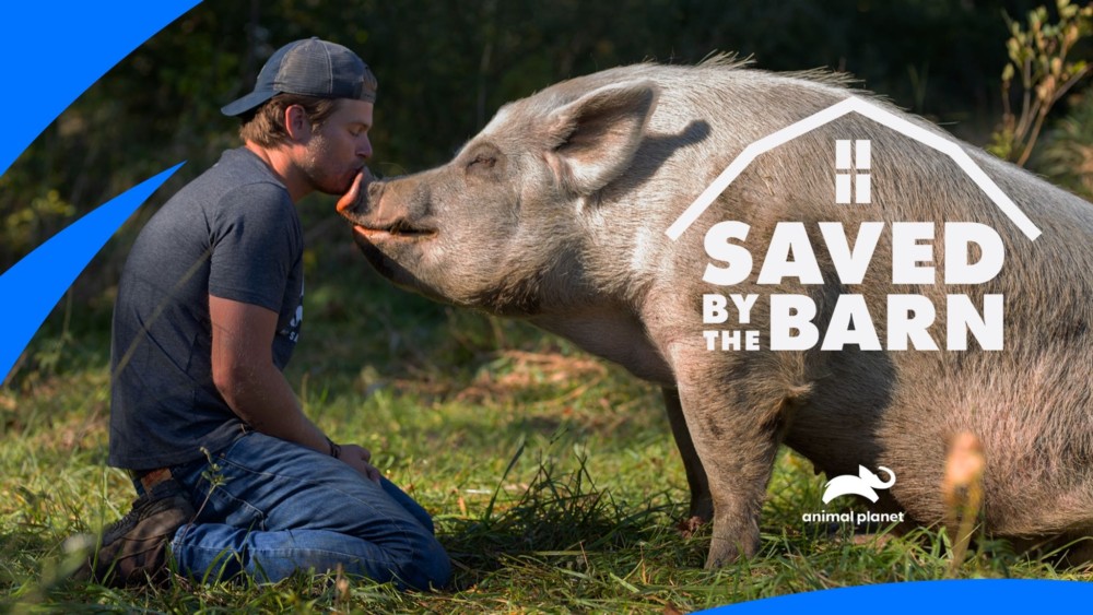 Saved By the Barn Needs Your Help to reach 1 Million Views!