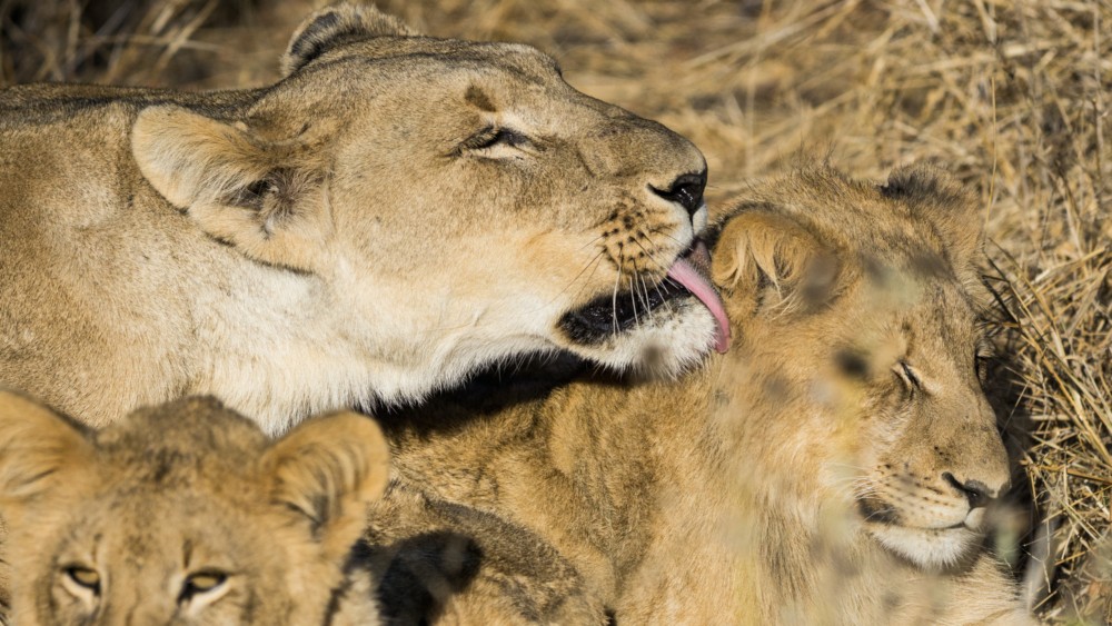 Incredible Moms: These Animals Are Some of the Best Moms on the Planet