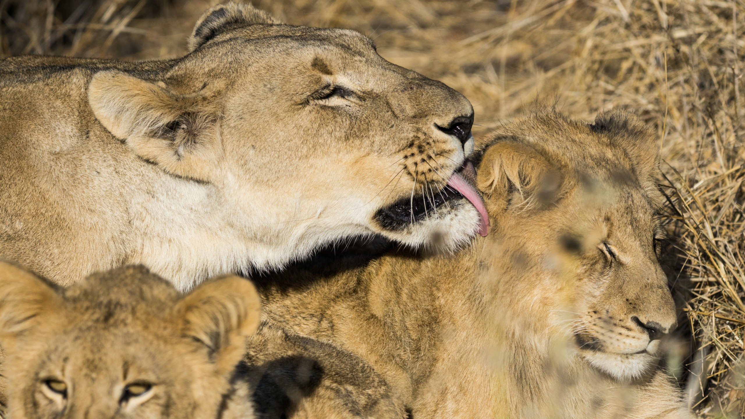 Incredible Moms: These Animals Are Some of the Best Moms on the Planet ...