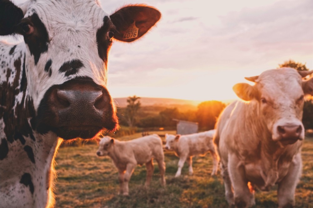 A Cattle-Food Product That Reduces Emissions? What a Gas!
