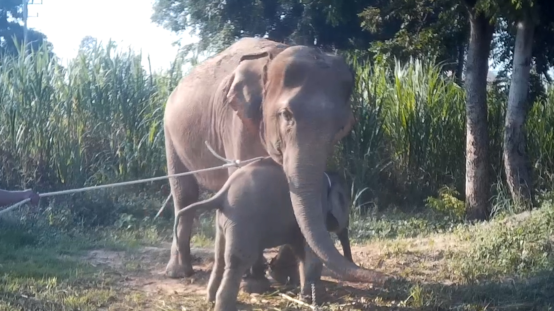 world-animal-protection-reveals-footage-of-horrific-elephant-training