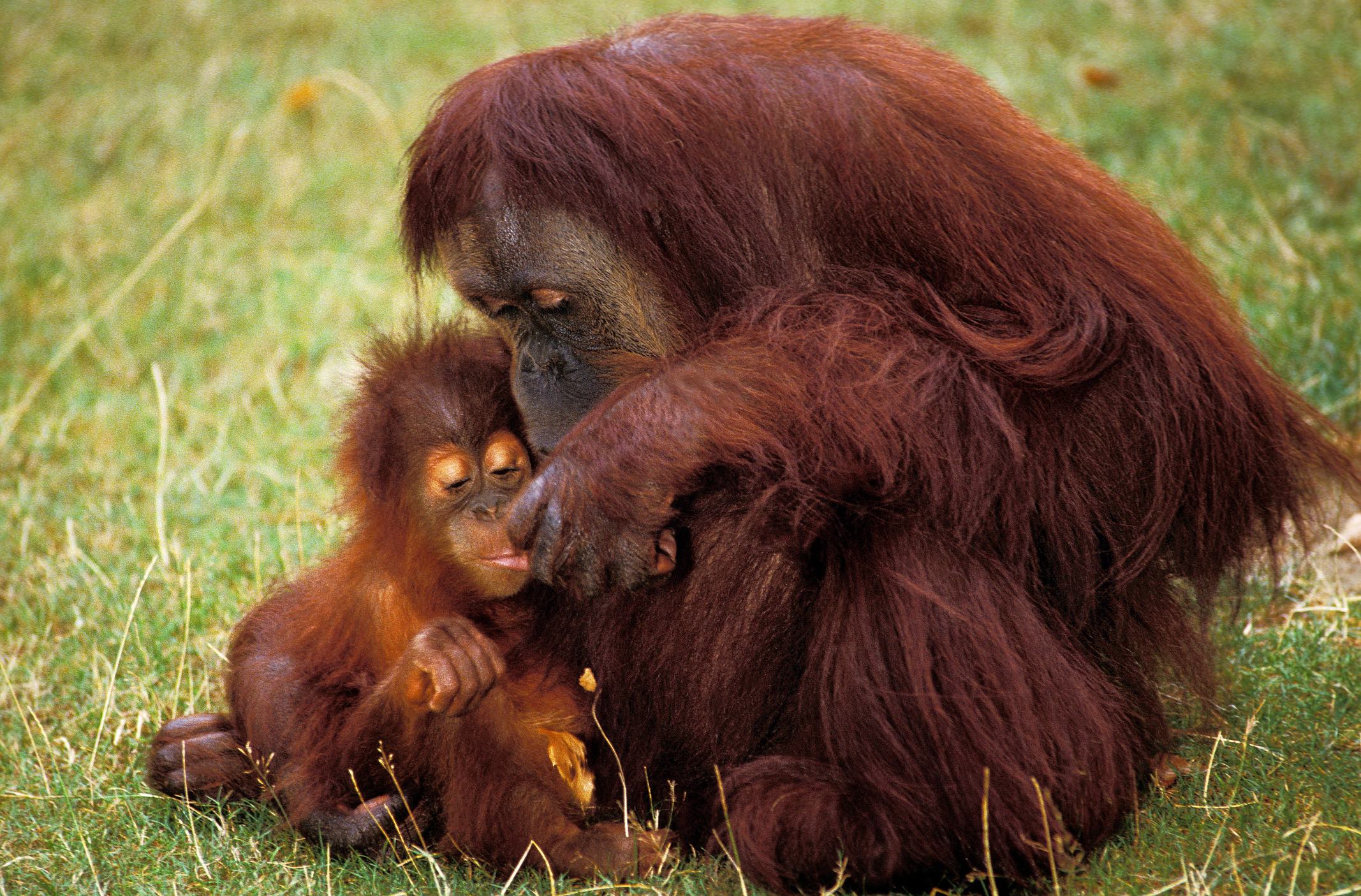 The global demand for palm oil is driving the fires in Indonesia