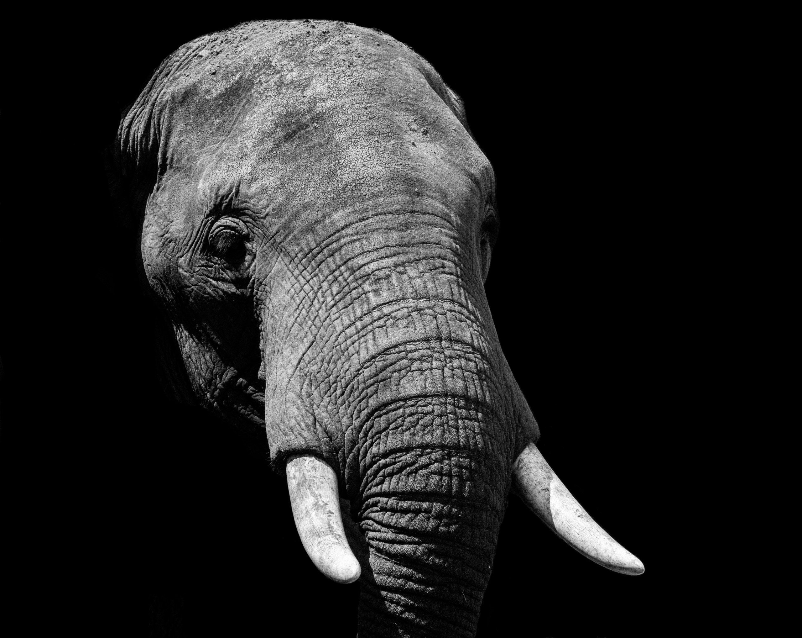 Elephant Cruelty Rampant as Bathing Tops Bucket List Experiences