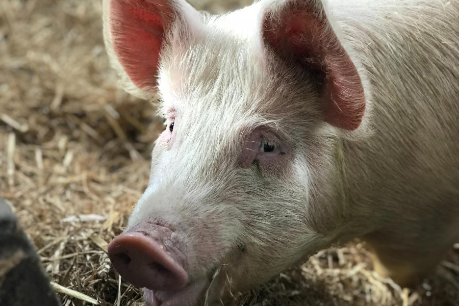 Drone Investigation Exposes Environmental Hazards of Nebraska’s Pork Factory Farms