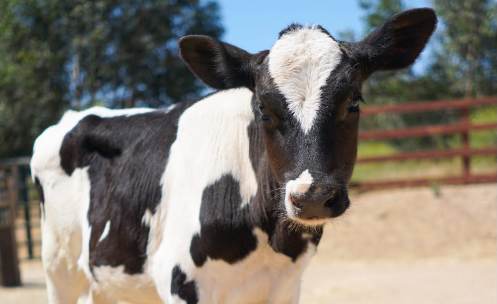 TREELINE CHEESE SUPPORTS FARM SANCTUARY’S ADOPT A FARM ANIMAL PROGRAM FOR FIFTH YEAR IN A ROW