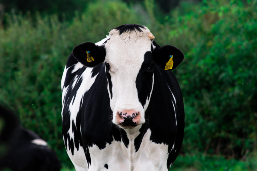 DAIRY DOES A BODY BAD: A SCIENTIFIC REPORT ON COW’S MILK, HEALTH AND ATHLETIC PERFORMANCE
