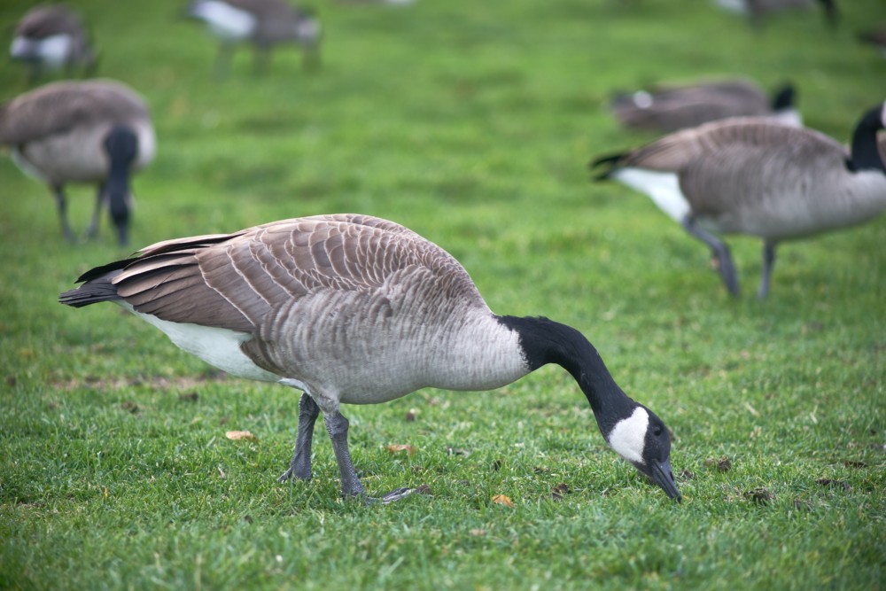 The Harmful Treatment of Ducks and Geese in The Making of Foie Gras