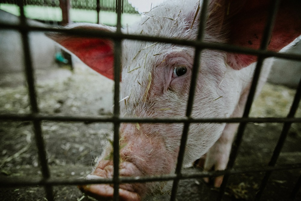 World Animal Protection’s “Quit Stalling” Report Finds Most Pork Sellers are Failing to Make Good on Promises to End Sow Confinement