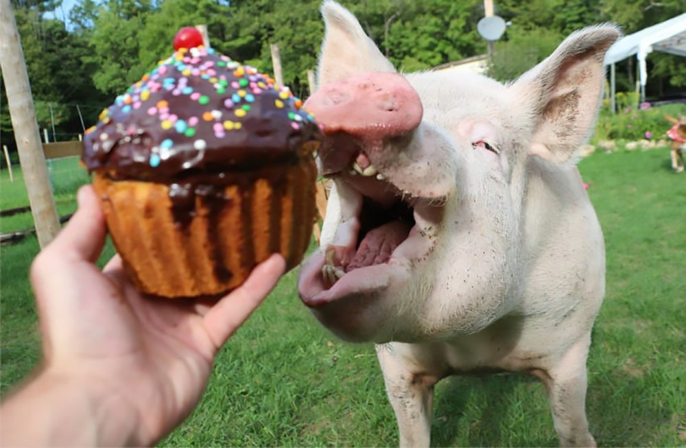 Country Crock and Esther the Wonder Pig Team Up for Limited Edition Vegan Cupcakes