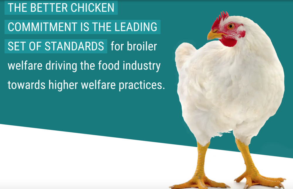 New Undercover Investigation Exposes Cruel Conditions for Costco Chickens