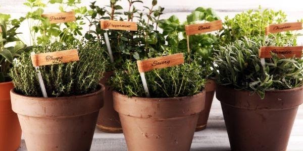3 Creative Ideas for Starting an Herb Garden