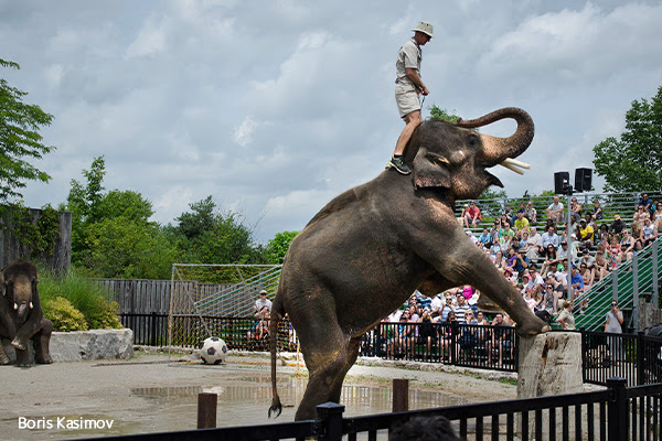 Zoos cancel relocation of abusive elephants after worst-rated zoos