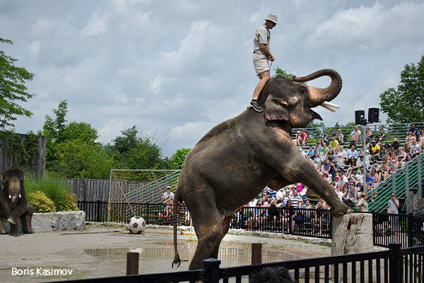 Zoos Cancel Abusive Elephant Transfer Following Worst Zoos Ranking