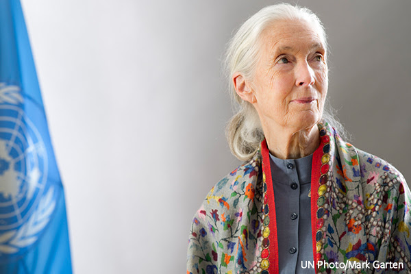 Jane Goodall Among 80+ Leaders in Animal Advocacy & Conservation Calling for AP Stylebook Update
