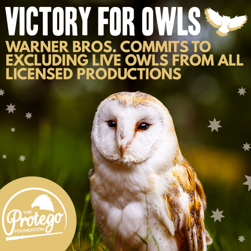 Magical Animal Rights Group Delivers Victory for Captive Owls