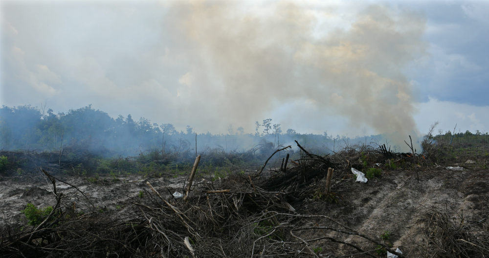 8 Reasons Why Palm Oil Deforestation is a Disaster For Our Planet