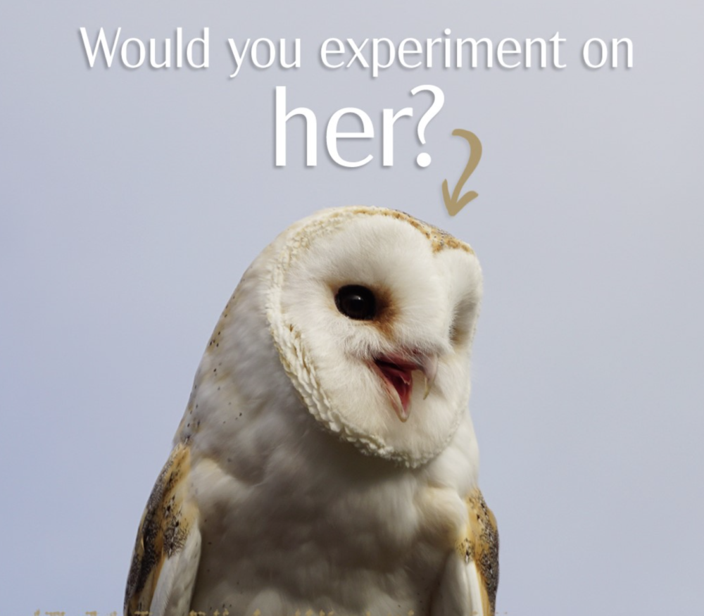 Operation Owl Rescue- PETA Takes on Johns Hopkins University Experimenters in Groundbreaking Lawsuit