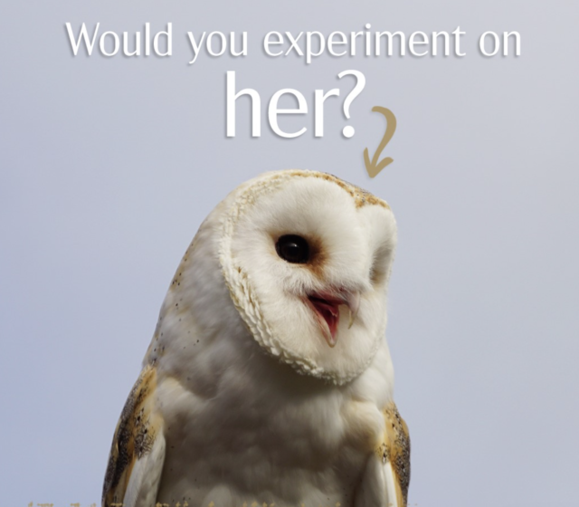 Operation Owl Rescue PETA Takes on Johns Hopkins University