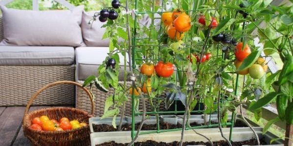 tips-to-have-a-garden-in-an-apartment-vegworld-magazine