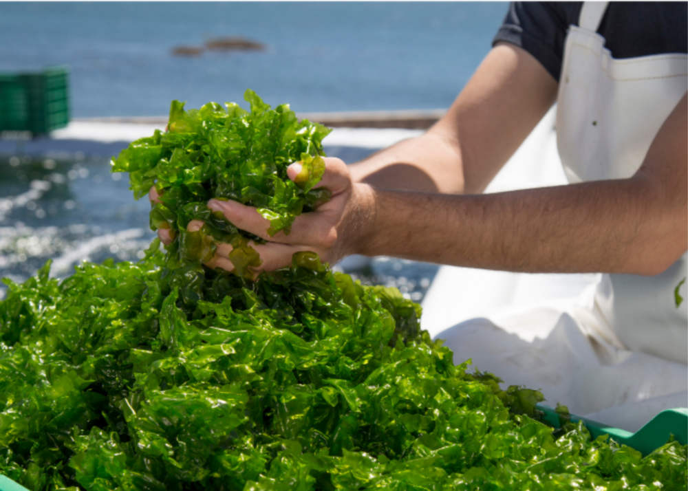 Making Waves for a Thriving Future with Seaweed