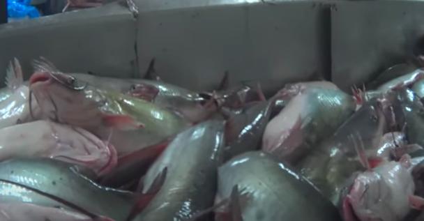 Undercover investigation reveals cruelty at fish slaughterhouse supplying major chains