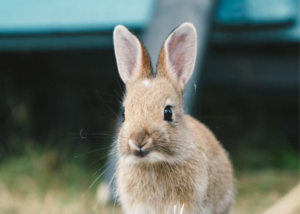 Cruelty Free International and The Body Shop Applaud the Re-Introduction of the Humane Cosmetics Act