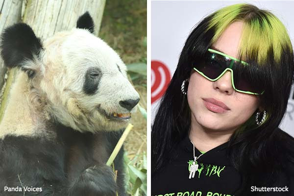 Billie Eilish Joins Campaign to Save Abused Memphis Zoo Pandas - VEGWORLD  Magazine