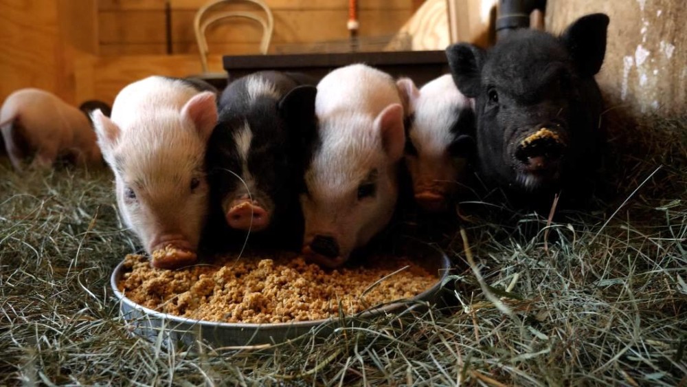 Pig Little Lies: A Reality Show that Educates, Captivates, and Inspires Kindness to Animals