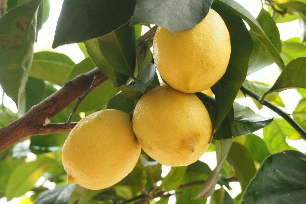 5 Fruit Trees You Can Plant in Your Backyard