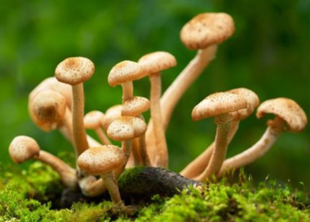 How Mushrooms Boost Our Immunity and Contribute to Health￼