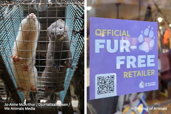 Fur-Free Friday: In Defense of Animals Launches Colorful Campaign to  Identify Fur-Free Retailers - VEGWORLD Magazine