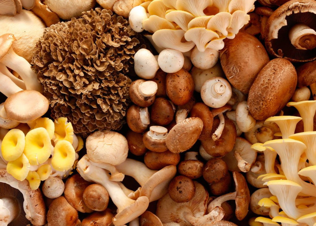 Una vista desde la capital mundial de los hongos