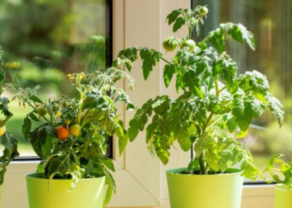 Things To Consider When Growing Vegetables Indoors - VEGWORLD Magazine