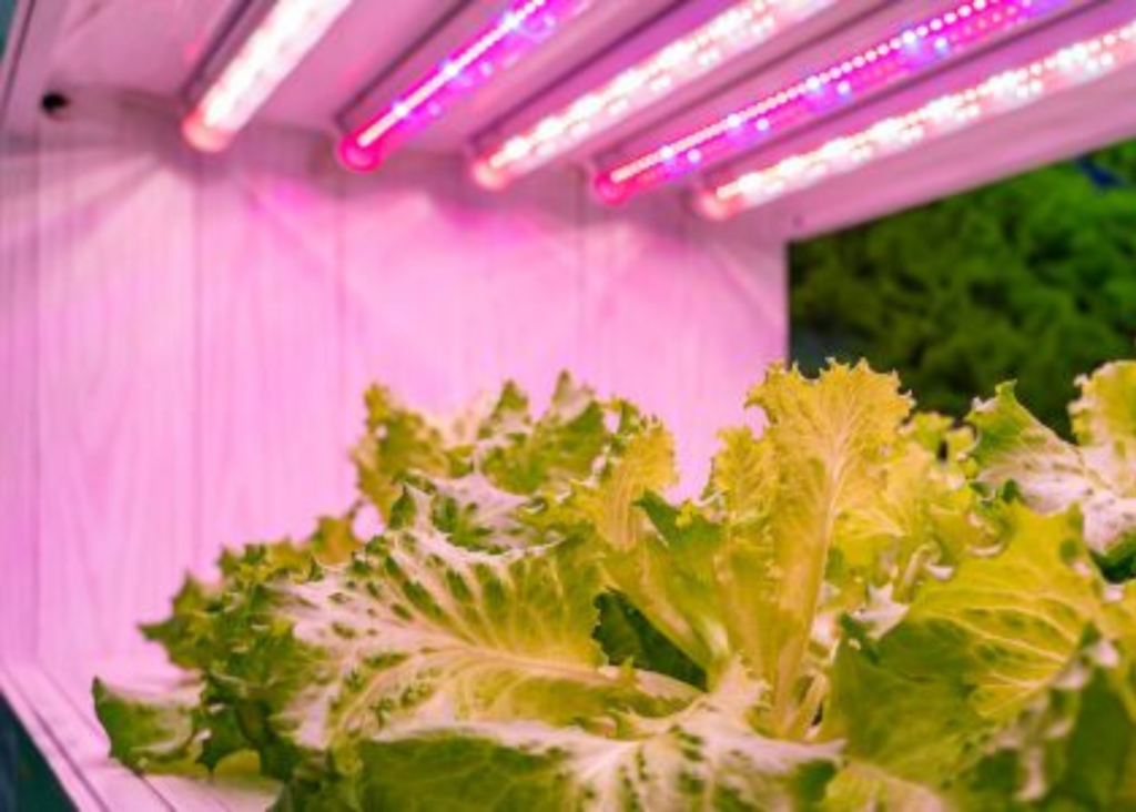 top-vegetables-to-grow-using-led-grow-lights-vegworld-magazine