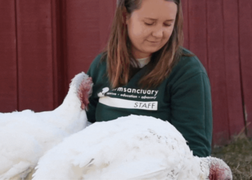 Farm Sanctuary Earns a Four-Star Rating From Charity Navigator + Kicks off 37th Adopt a Turkey Campaign